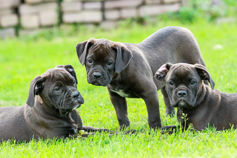 cute black puppies