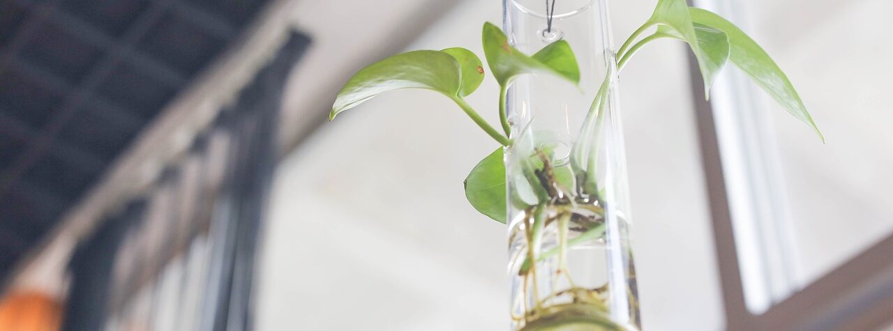 hanging plant on a glass